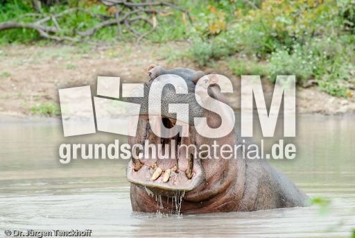 Flusspferd (103 von 104).jpg